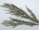 Ti-Tree White WEISS 00 4 Bund