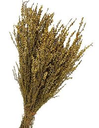 Ti-Tree White gold-GELB 48 3 Bund
