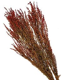 Ti-Tree White ORANGE 10 3 Bund
