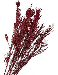 Ti-Tree White ROT 11 3 Bund