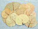 Hoja Blatt NATUR mittel 100St.