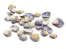 Muschel Purple Cay Cay NATUR   10546 SC9839 1kg ca.2cm