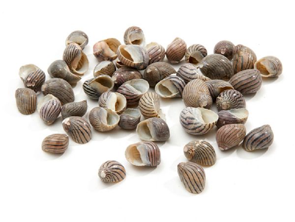 Muschel Nerita Polita NATUR  10468 SC9860 1kg  ca.2cm