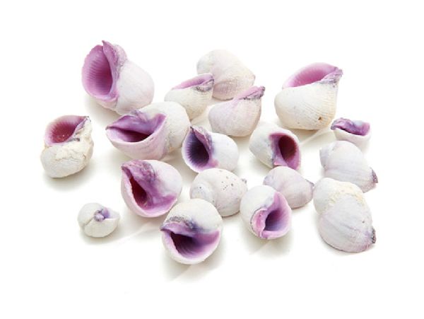 Muschel Perwinkle NATUR  SC9869 +/- 2cm 1kg