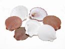 Shell-Muschel Sun & Moon WEISS-BRAUN  SC9925 1kg ca.6cm