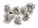 Muschel Vasum Cornigerum SC9723  9835 1kg  frosted