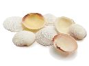 Muschel Shell NATUR sc9733 Codakia Tigerina 1kg