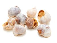 Muschel Policinus Schnecke Schneckenhaus 3-4 cm  500g 10544 SC9724