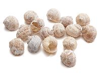 Schnecke Landschnecke WEISS GEWISCHT 10262 9760-01 +/- 3cm  250 g