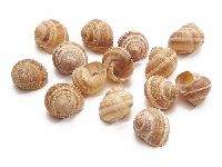 Schnecke Landschnecke NATUR 10264 +/- 3cm  250 g