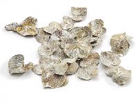 Coracao Blätter WEISS GEKALKT 1738 getrocknet 2,5-4cm